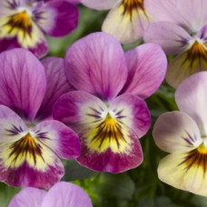 Віола рогата Endurio® Pink Shades, 1000 шт, Syngenta
