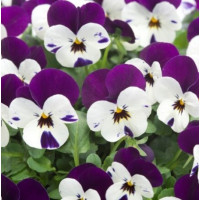 Віола рогата Floral Power F1 Purple Pearls, 50 шт, Takii