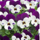Виола Floral Power F1 Purple Pearls