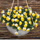 Виола Floral Power F1 Yellow Beacon
