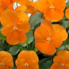 Виола Floral Power F1 Deep Orange