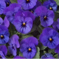 Віола рогата Floral Power F1 Deep Blue, 50 шт, Takii