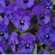 Віола рогата Floral Power F1 Deep Blue, 50 шт, Takii