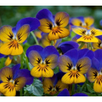 Віола рогата Floral Power F1 Golden Blues, 50 шт, Takii