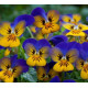 Віола рогата Floral Power F1 Golden Blues, 50 шт, Takii