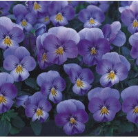 Віола рогата Floral Power F1 Lavender Blue, 50 шт, Takii