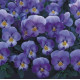 Віола рогата Floral Power F1 Lavender Blue, 50 шт, Takii