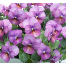 Виола Floral Power F1 Plum Antique