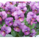Віола рогата Floral Power F1 Plum Antique, 50 шт, Takii