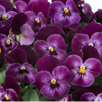 Виола Floral Power F1 Raspberry