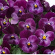 Виола Floral Power F1 Raspberry