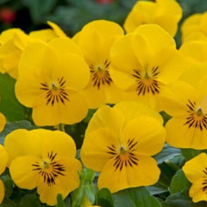 Виола Floral Power F1 Yellow Surprise