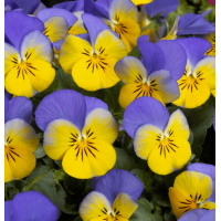 Віола рогата Floral Power F1 Yellow Blue Wing 50 шт, Takii