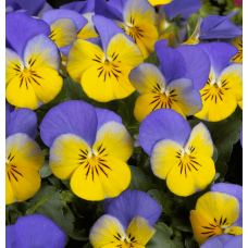 Віола рогата Floral Power F1 Yellow Blue Wing 50 шт, Takii