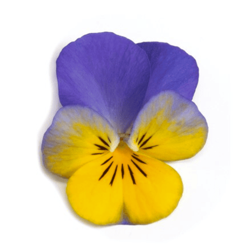 Віола рогата Floral Power F1 Yellow Blue Wing 250 шт, Takii