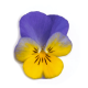 Віола рогата Floral Power F1 Yellow Blue Wing 250 шт, Takii