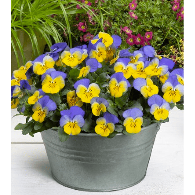 Віола рогата Floral Power F1 Yellow Blue Wing 250 шт, Takii