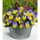 Віола рогата Floral Power F1 Yellow Blue Wing 250 шт, Takii