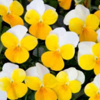 Віола рогата Floral Power F1 Yellow Beacon, 50 шт, Takii