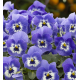 Віола рогата Floral Power F1 Deep Marina 250 шт, Takii