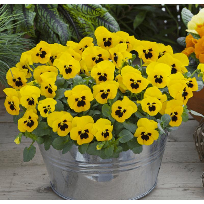 Віола рогата Floral Power F1 Yellow Blotch Early 250 шт, Takii