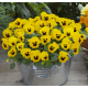 Віола рогата Floral Power F1 Yellow Blotch Early 250 шт, Takii