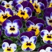 Віола рогата Floral Power F1 Jolly Face, 50 шт, Takii