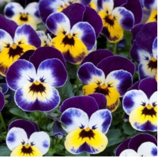 Віола рогата Floral Power F1 Jolly Face, 50 шт, Takii