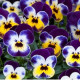 Віола рогата Floral Power F1 Jolly Face, 1000 шт, Takii