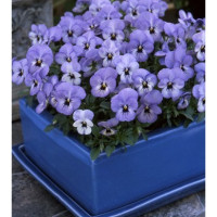 Виола Floral Power F1 Sky blue blotch