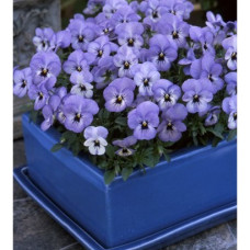 Виола Floral Power F1 Sky blue blotch