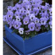 Віола рогата Floral Power F1 Sky blue blotch, 250 шт, Takii