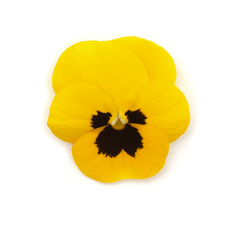 Віола рогата Floral Power F1 Yellow Blotch Early 250 шт, Takii