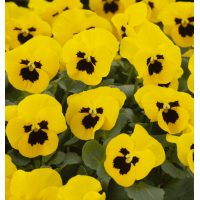 Віола рогата Floral Power F1 Yellow Blotch Early 1000 шт, Takii