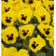 Віола рогата Floral Power F1 Yellow Blotch Early 250 шт, Takii