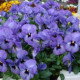 Віола рогата Floral Power F1 Sky blue blotch, 250 шт, Takii