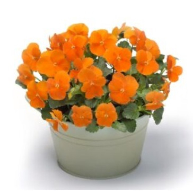 Виола Floral Power F1 Deep Orange