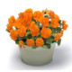 Виола Floral Power F1 Deep Orange