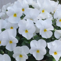 Віола рогата Floral Power F1 White, 50 шт, Takii