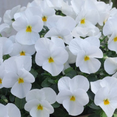 Віола рогата Floral Power F1 White, 50 шт, Takii