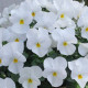 Віола рогата Floral Power F1 White, 50 шт, Takii