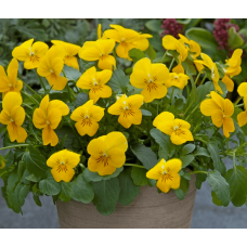 Віола рогата ампельна Four Seasons F1 Yellow 10 шт, Takii