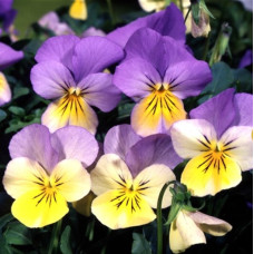 Віола рогата ампельна Four Seasons F1 Blue with Yellow , 10 шт, Takii