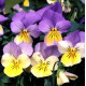 Віола рогата ампельна Four Seasons F1 Blue with Yellow , 10 шт, Takii
