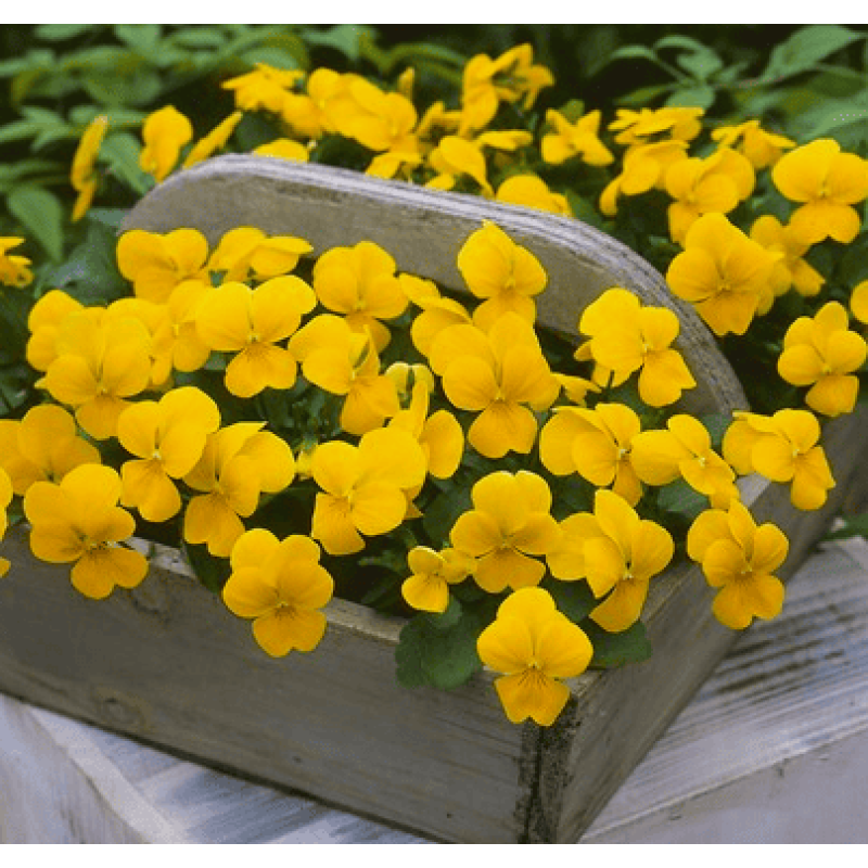 Віола рогата ампельна Four Seasons F1 Yellow 10 шт, Takii