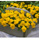 Віола рогата ампельна Four Seasons F1 Yellow 10 шт, Takii