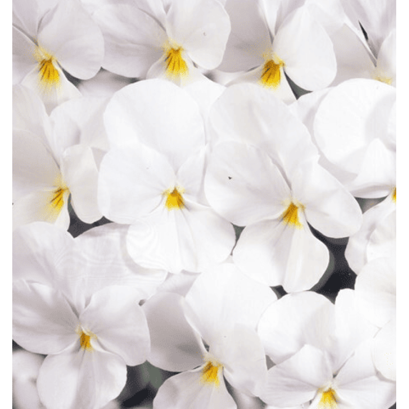 Віола рогата ампельна Four Seasons F1 White 250 шт, Takii