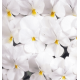 Віола рогата ампельна Four Seasons F1 White 250 шт, Takii