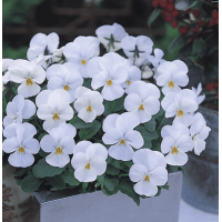 Віола рогата ампельна Four Seasons F1 White 250 шт, Takii