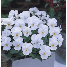 Віола рогата ампельна Four Seasons F1 White 10 шт, Takii
